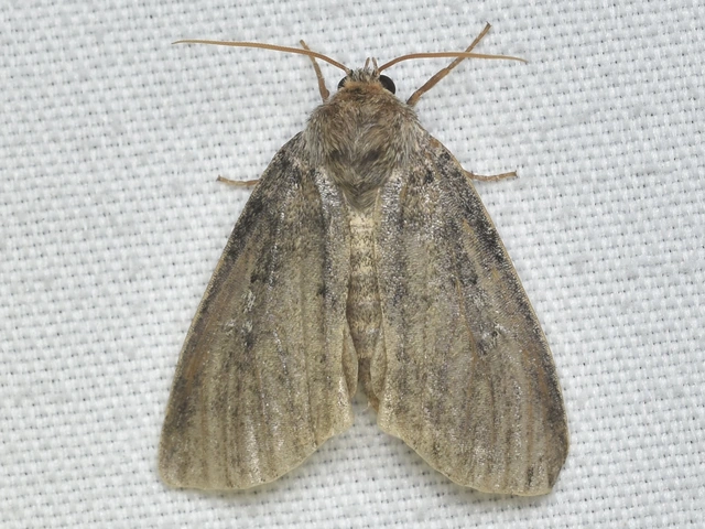 Tethea or - bélyeges pihésszövő