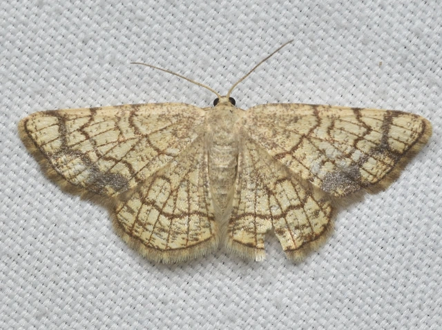 Stegania dilectaria - fehérnyár-araszoló