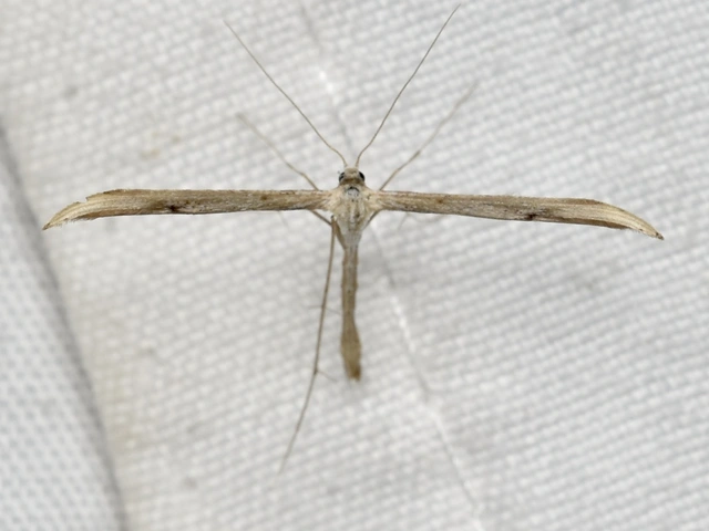 Pterophoridae - tollasmolyfélék