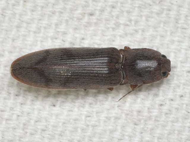 Stenagostus rhombeus - rombusznyakú pattanó
