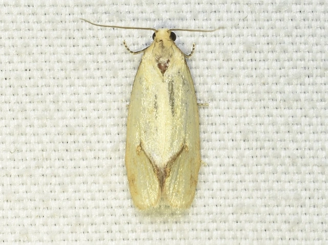 Agapeta hamana - közönséges sárgamoly