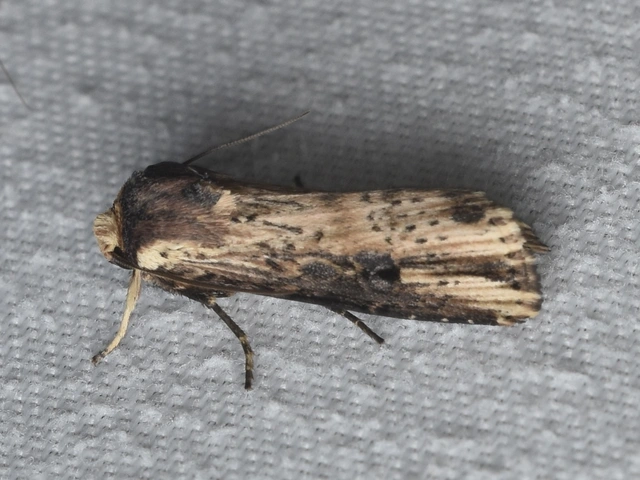 Axylia putris - vonalkás földibagoly