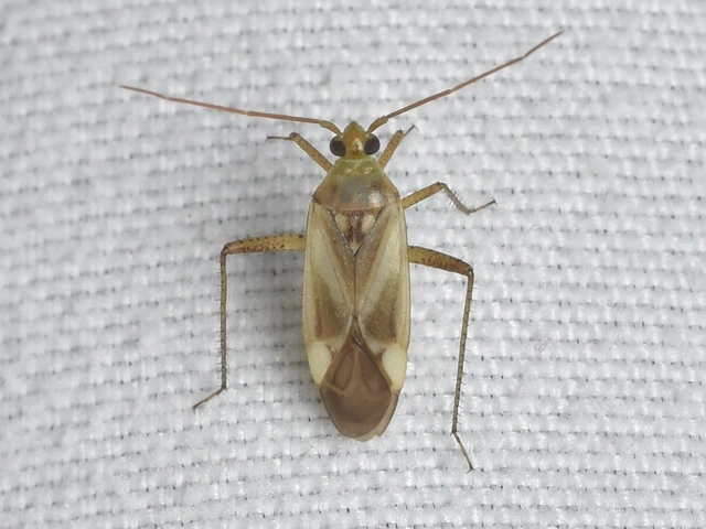 Adelphocoris lineolatus - lucernapoloska