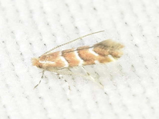 vadgesztenye-sátorosmoly - Cameraria ohridella
