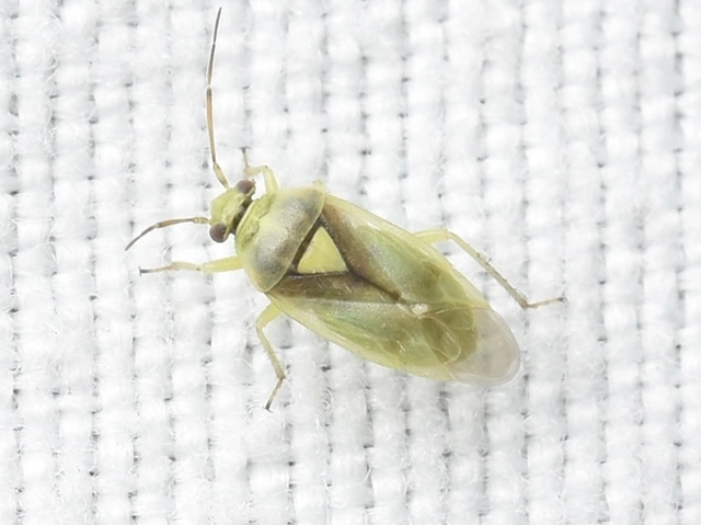 Orthops