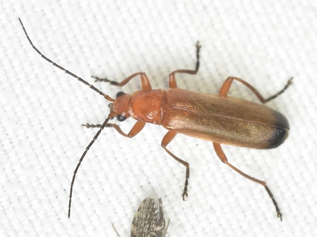 Rhagonycha fulva - feketevégű lágybogár