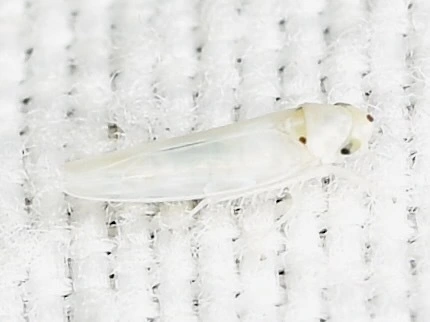 Zygina nivea