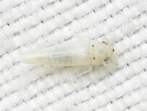 Zygina nivea