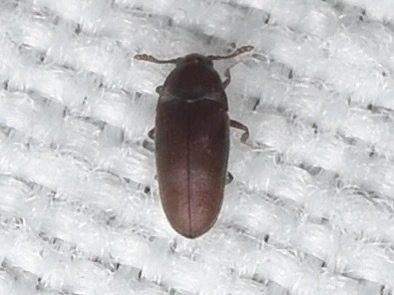 Throscidae - merevbogárfélék