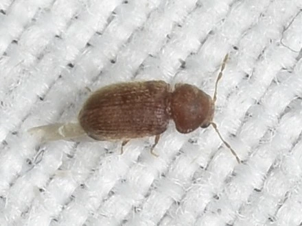 Stegobium paniceum - kenyérbogár