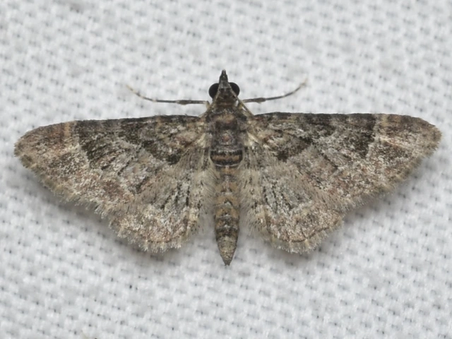 Gymnoscelis rufifasciata - vöröscsíkos törpearaszoló
