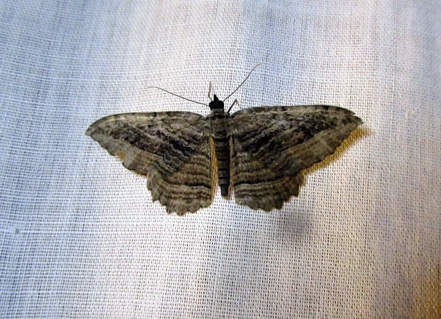 Philereme transversata - varjútövis-araszoló