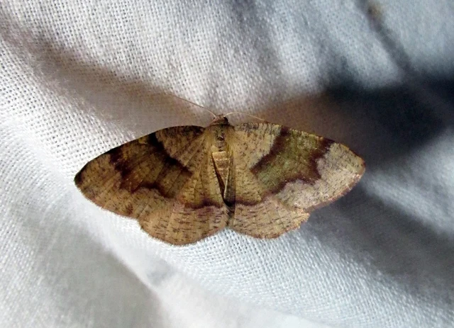 Plagodis pulveraria - szemcsés araszoló