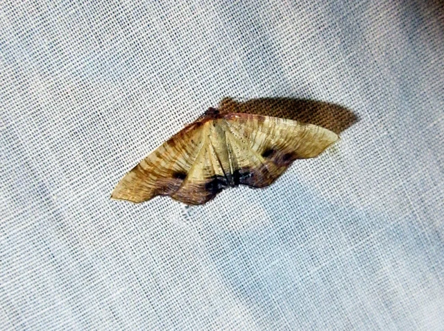 Plagodis dolabraria - baltaszárnyú araszoló