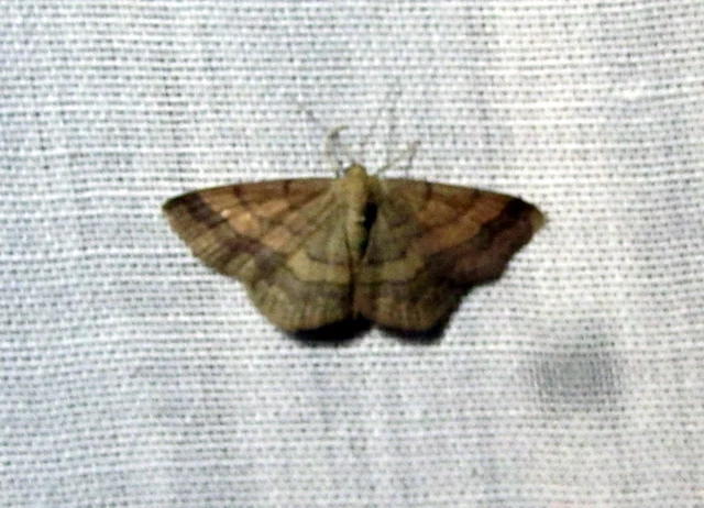 Scopula rubiginata - réti pirosaraszoló