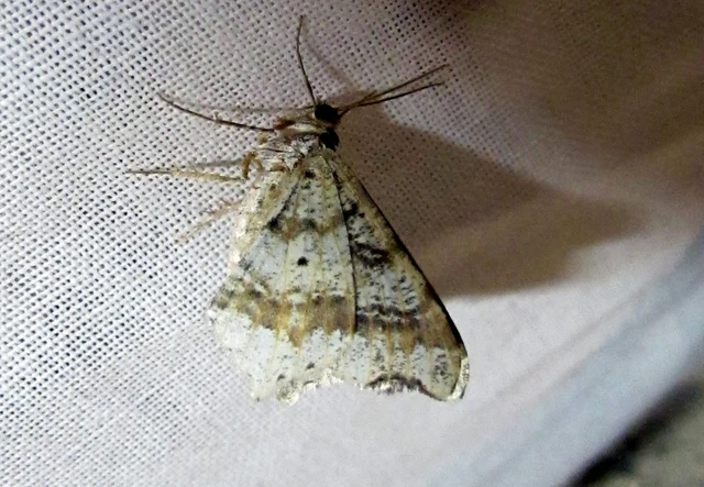 foltos szürkearaszoló - Macaria notata