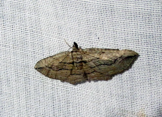 barna iszalagaraszoló - Horisme corticata