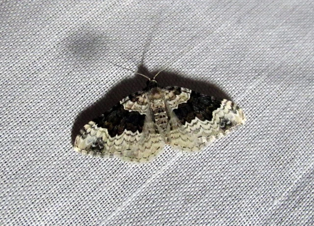 sávos galajaraszoló - Epirrhoe galiata