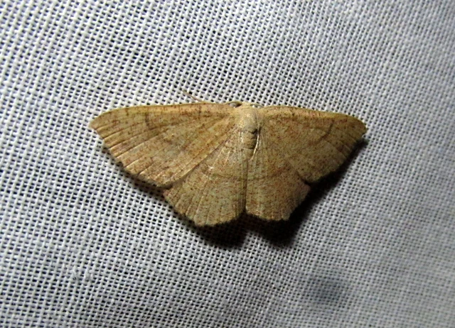 Cyclophora ruficiliaria - vörösrojtú pettyesaraszoló