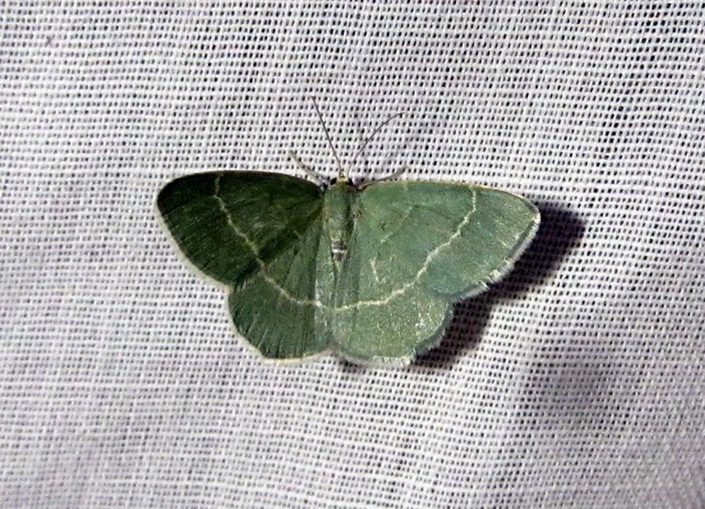 Chlorissa cloraria - sárgászöld araszoló