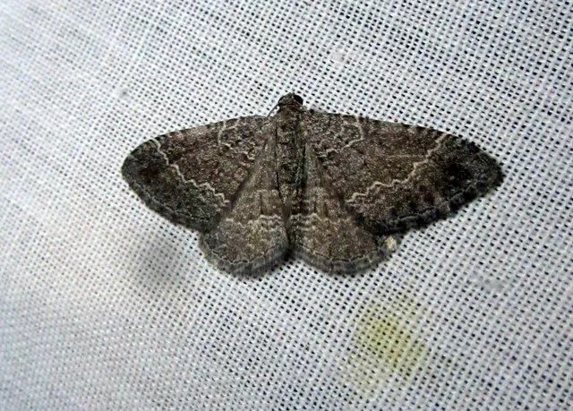 hullámos araszoló - Cataclysme riguata