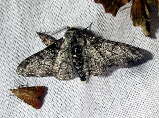 Biston betularia - szürkepettyes araszoló
