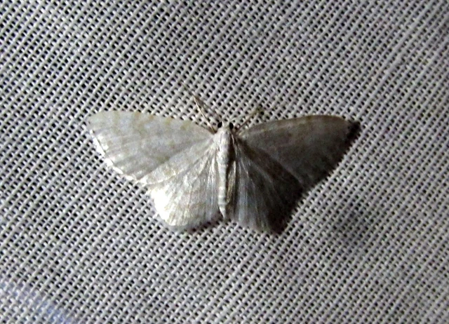 Asthena albulata - gyertyán-fehéraraszoló