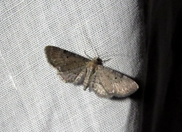 fehérzászpa-törpearaszoló - Eupithecia veratraria