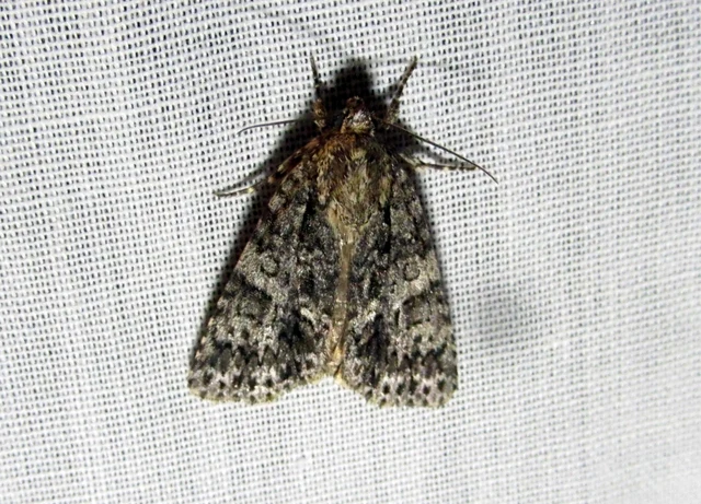 Acronicta rumicis - sóska-szigonyosbagoly