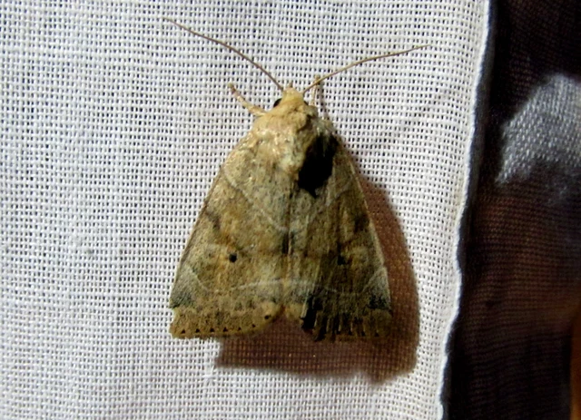 Cosmia trapezina - közönséges lombbagoly