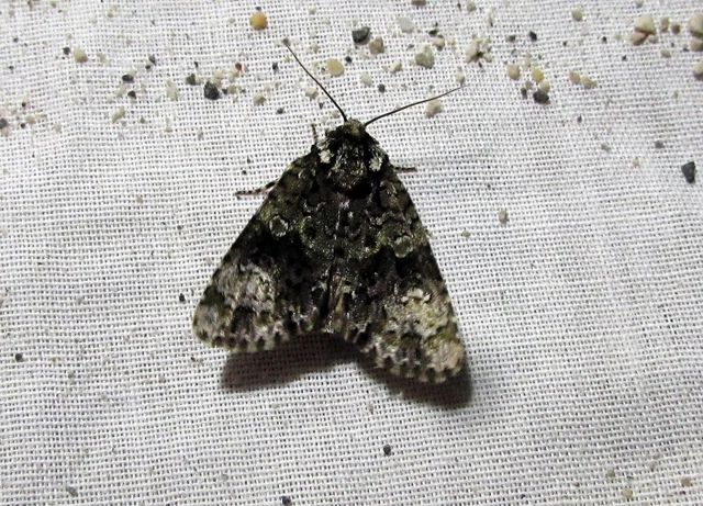 Craniophora ligustri - fagyalbagoly