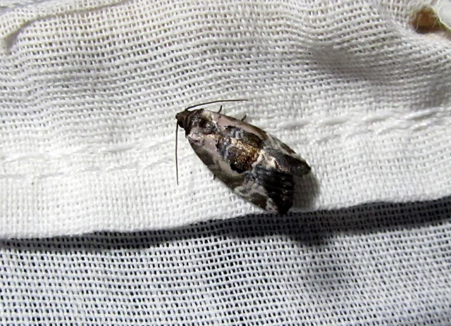 Hapalotis venustula - rózsaszínű mázasbagoly