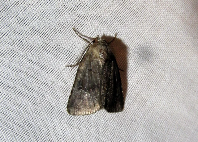 rozsdaszínű erdeibagoly - Rusina ferruginea