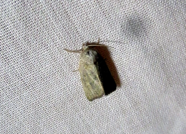 változékony sásbagoly - Photedes fluxa