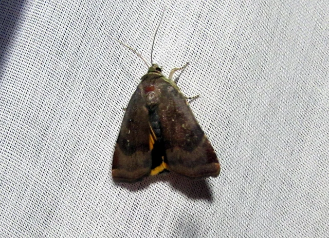 Noctua janthe/janthina