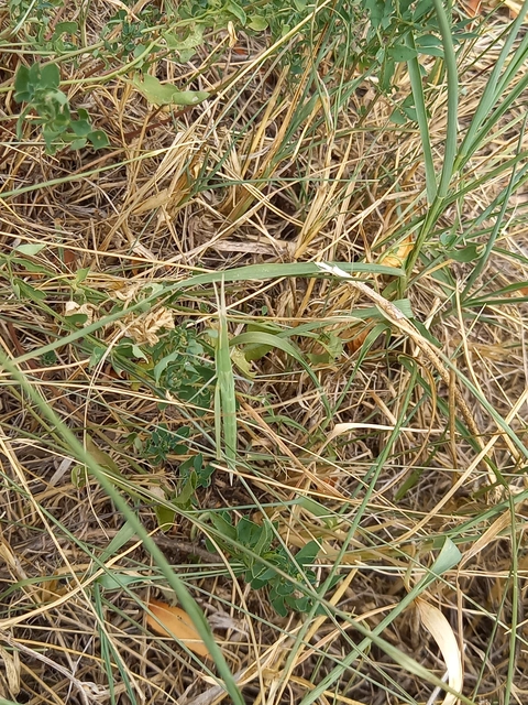 Acrida ungarica - sisakos sáska Acrida ungarica - sisakos sáska