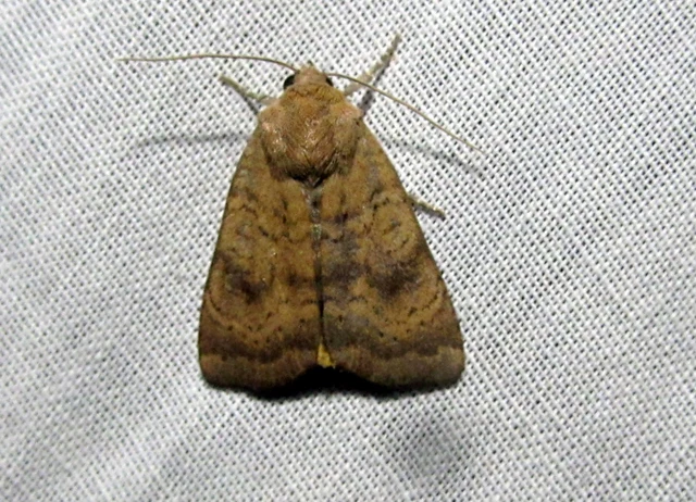 Noctua interjecta - zömök sárgafűbagoly
