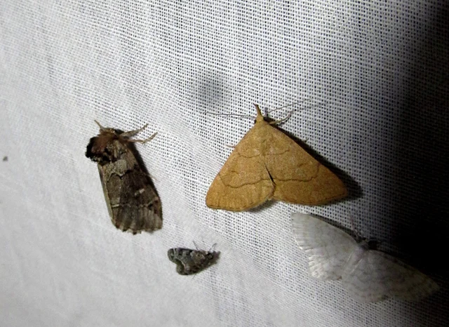 Paracolax tristalis - sárgás karcsúbagoly