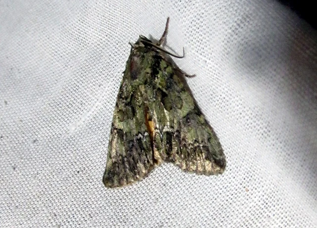 Polyphaenis sericata - selyemfényű erdeibagoly