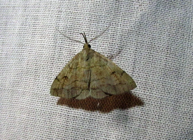 Polypogon gryphalis - láperdei karcsúbagoly