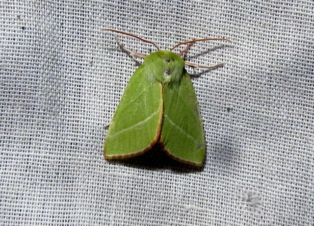 Pseudoips prasinana - bükkfa-zöldbagoly