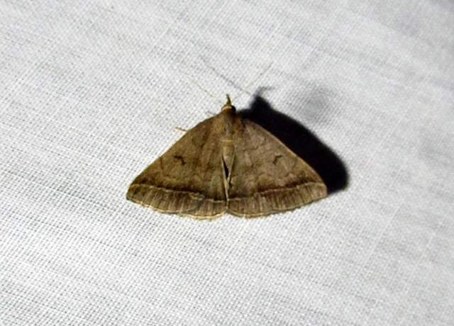 Zanclognatha lunalis - pelyheslábú karcsúbagoly