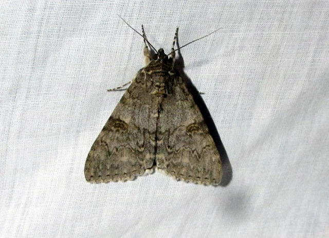 Catocala nupta - piros övesbagoly