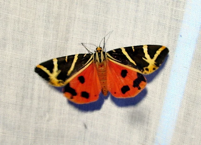 Euplagia quadripunctaria - csíkos medvelepke