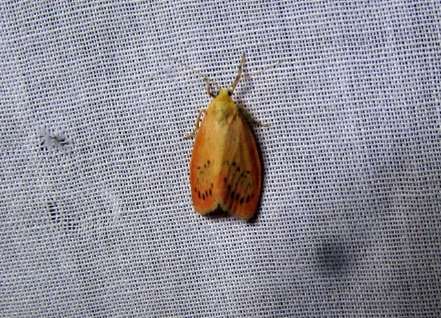 Miltochrista miniata - piros medvelepke