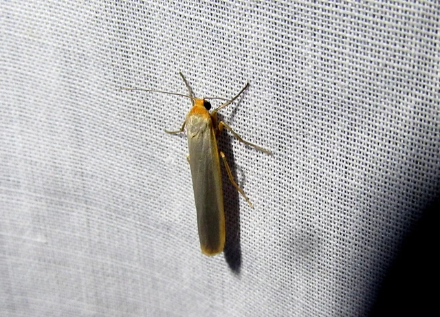 Eilema complana - közönséges zuzmószövő