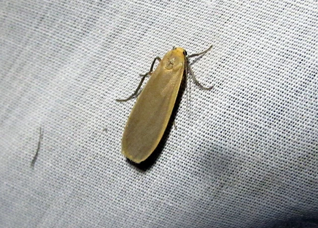 fakó zuzmószövő - Eilema lurideola