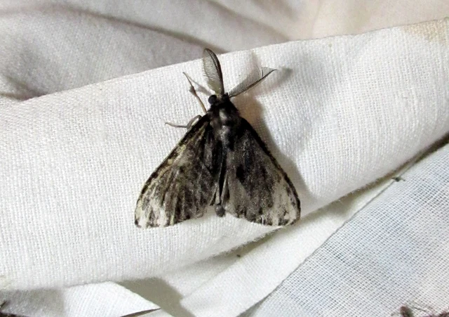 Lymantria dispar - gyapjaslepke
