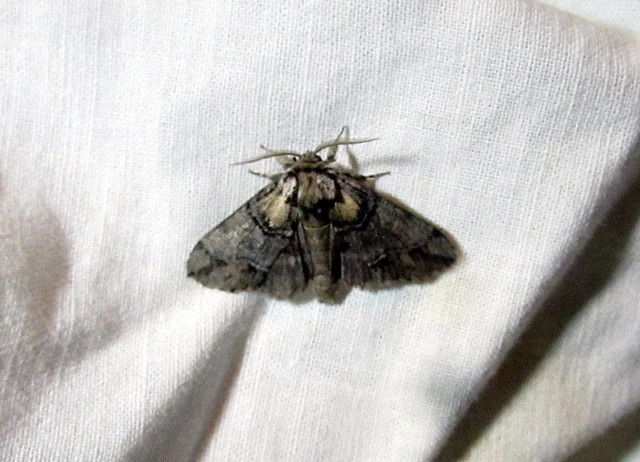 hegyi púposszövő - Drymonia velitaris