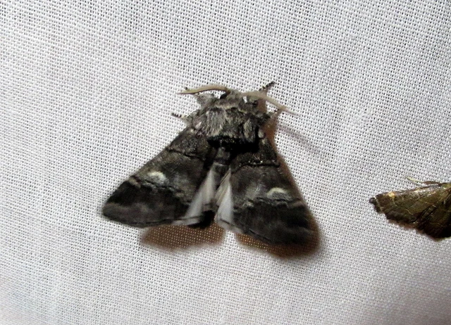 Drymonia querna - tölgyfa-púposszövő